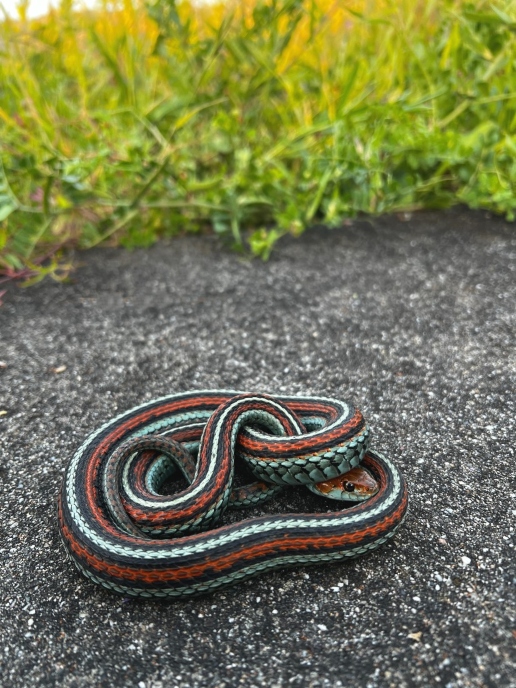 San Francisco Garter Snake